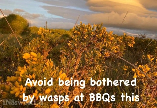 wasps